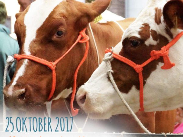Koeiemart 2017 | 25 oktober