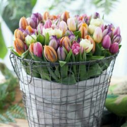 AV flowers